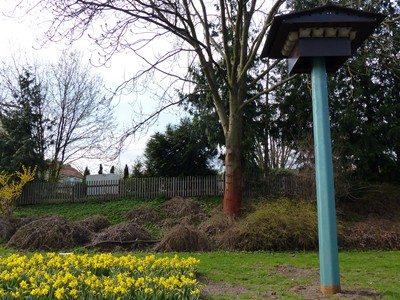 Frühling in Broitzem mit Narzissen_03