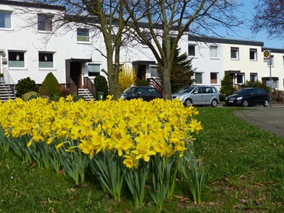 Frühling in Broitzem mit Narzissen_06
