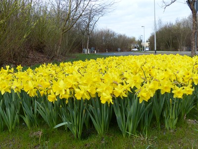 Frühling in Broitzem mit Narzissen_07