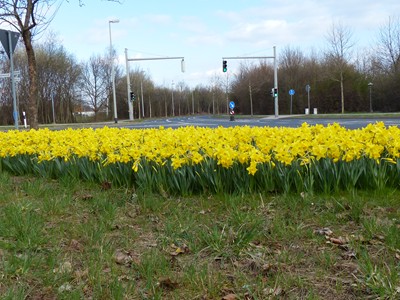 Frühling in Broitzem mit Narzissen_08