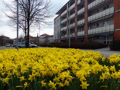 Frühling in Broitzem mit Narzissen_11