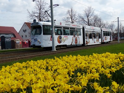 Frühling in Broitzem mit Narzissen_14